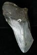 Partial Fossil Megalodon Tooth #17251-1